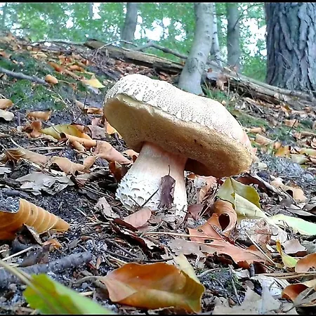 Saneczkowa3.10 *